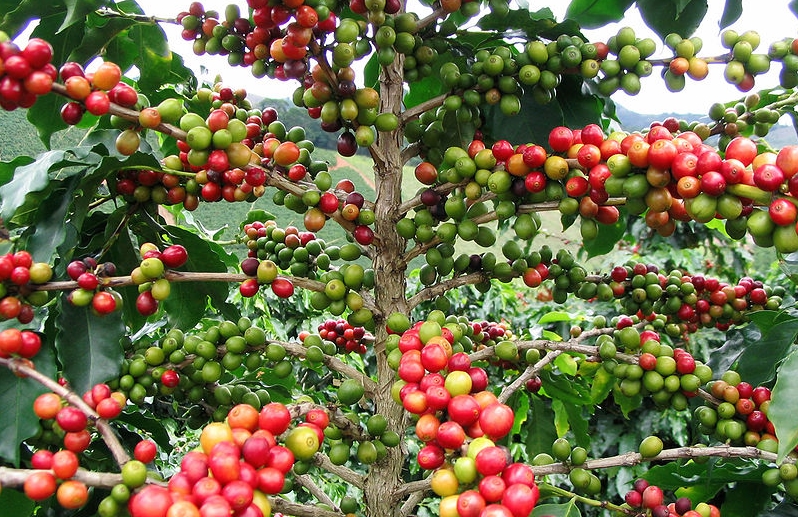 اسپرسو و راهنمای قهوه - دان قهوه کلمبیا