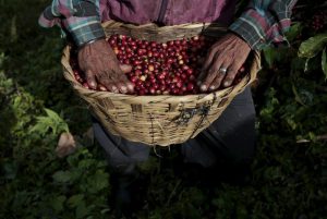 قهوه برزیل و بزرگترین کالاها