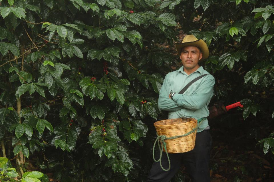 قهوه مکزیک یکی از بهترین قهوه های آمریکا و جهان