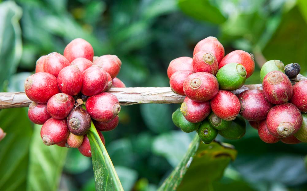 قهوه لیبریکا و داستان اون